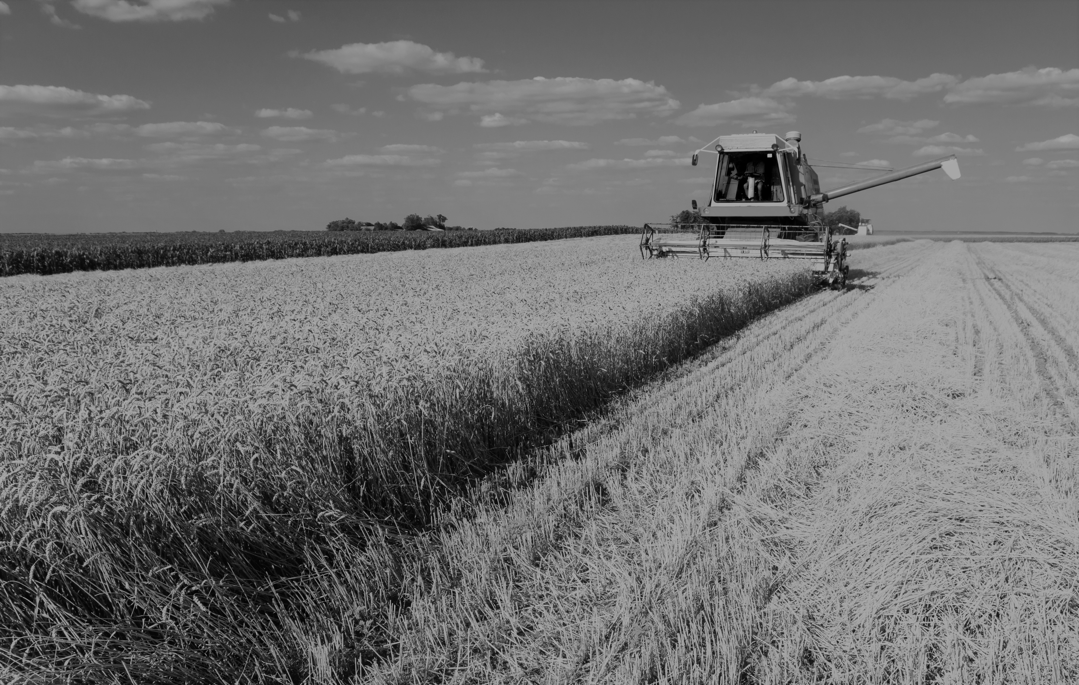 Combine harvester working on the wheat field